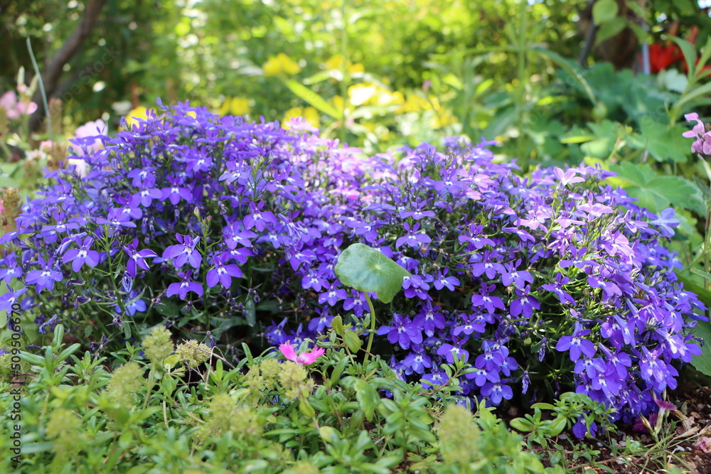 Fototapeta premium Lobelia in the Garden