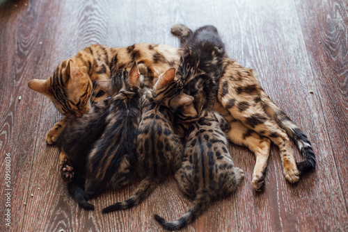 Bengal cat feeds her little kittens with breast