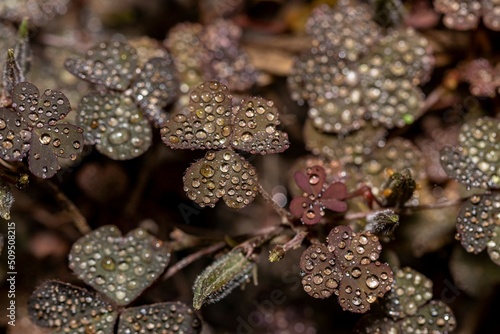 Natural abstract background tiny dew drops on Oxalis leaves