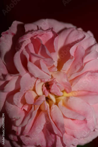 Fototapeta Naklejka Na Ścianę i Meble -  Pink rose flower blossom close up family rosaceae botanical background modern high quality big size prints home decoration