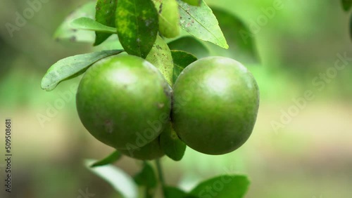 Wallpaper Mural CS - Orange on The Tree 02 Torontodigital.ca