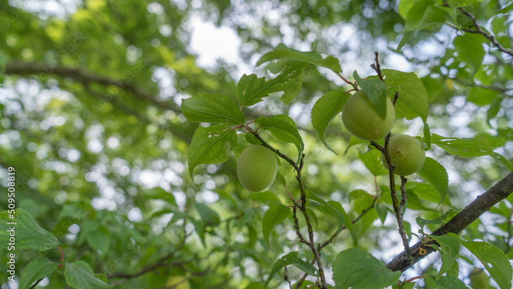 日本の梅の実・Japanese apricot