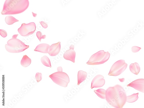 Flying sakura petals background, rose flower or cherry blossom pink petals realistic vector. Pink sakura petals falling in wind, Valentine love, spring and wedding floral cherry blossom background