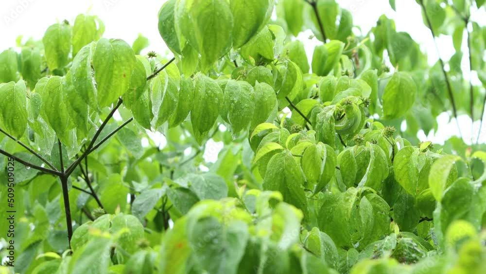 雨に濡れるハナミズキの青葉 梅雨イメージ 雨に濡れるハナミズキの青葉 梅雨イメージ