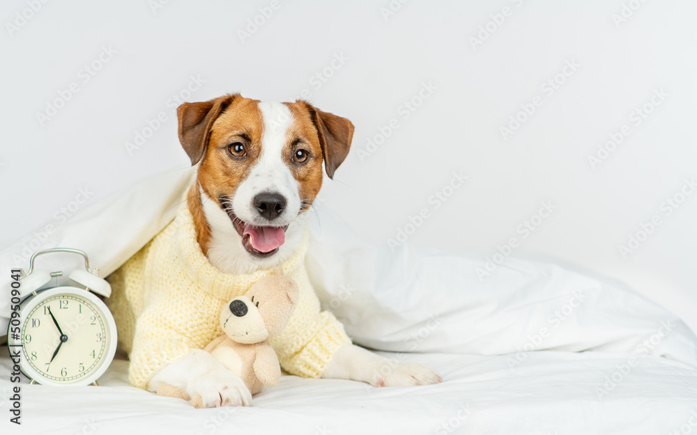 A cute jack russer dog lying at home under a blanket on a bed in a knitted sweater with a teddy bear in his paws next to an alarm clock showing seven in the morning