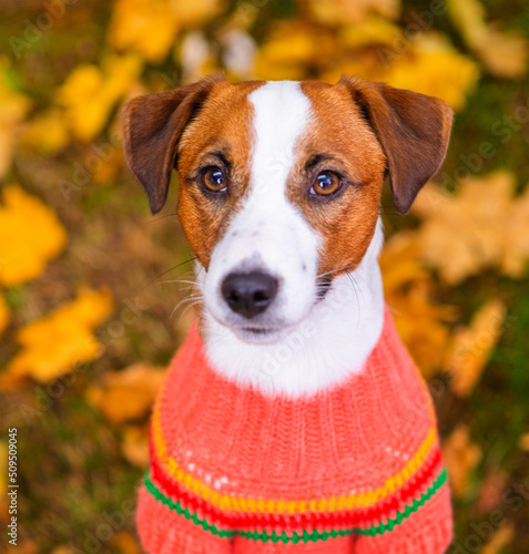 Portrait of a young dog Jack Russell breed with a sweater on a background of yellow grass covered with autumn leaves top view. Cozy autumn concept. View from above © Ermolaeva Olga