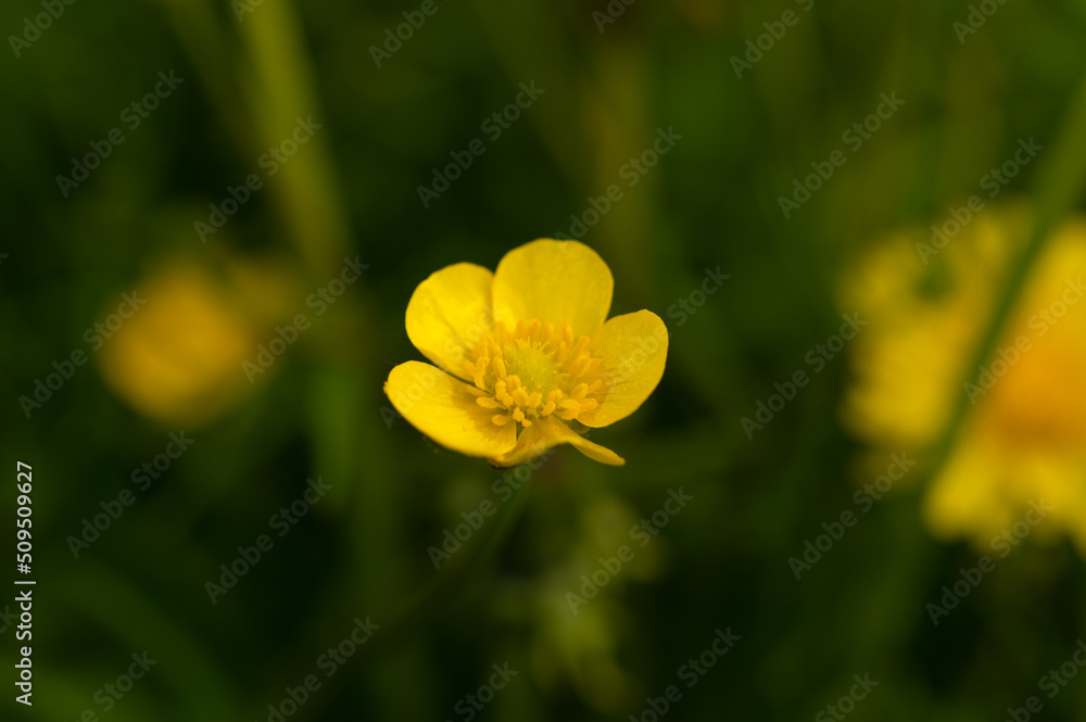 A blossoming flower of a yellow ranunculus with stamens in the center A blossoming flower of a yellow ranunculus with stamens in the center