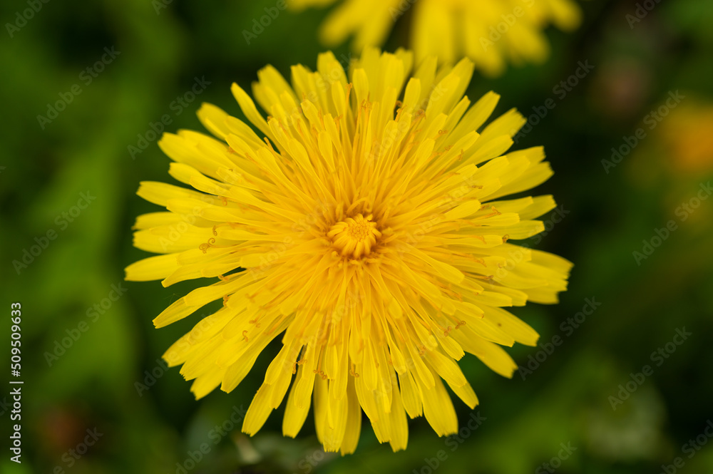 A yellow dandelion flower photographed from above at close range A yellow dandelion flower photographed from above at close range