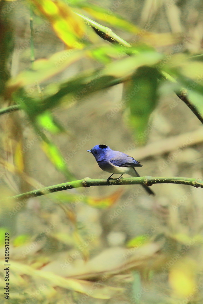 beautiful black naped monarch or black naped blue flycatcher (hypothymis azurea) perching on a beach, tropical rainforest of india in summertime