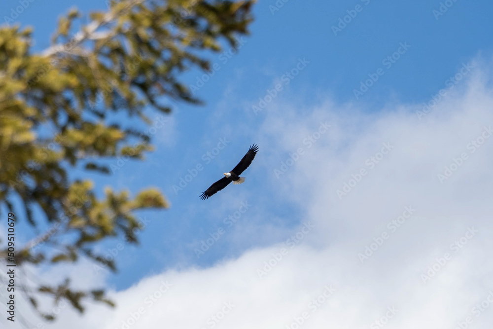 Fototapeta premium eagle in flight