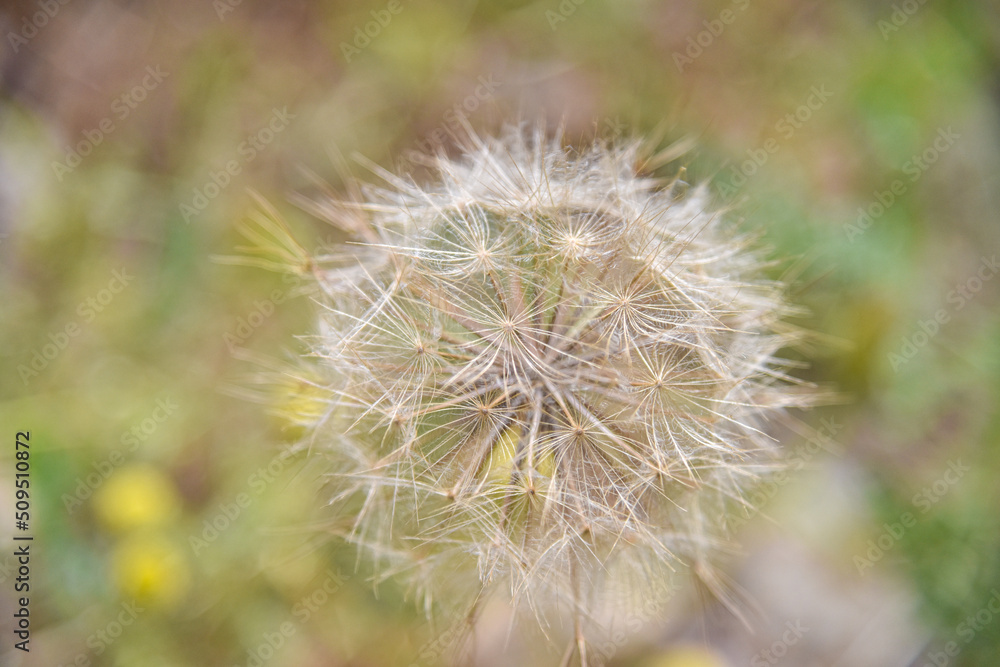 A large white ball of dandelion in hand against the sky. High quality photo