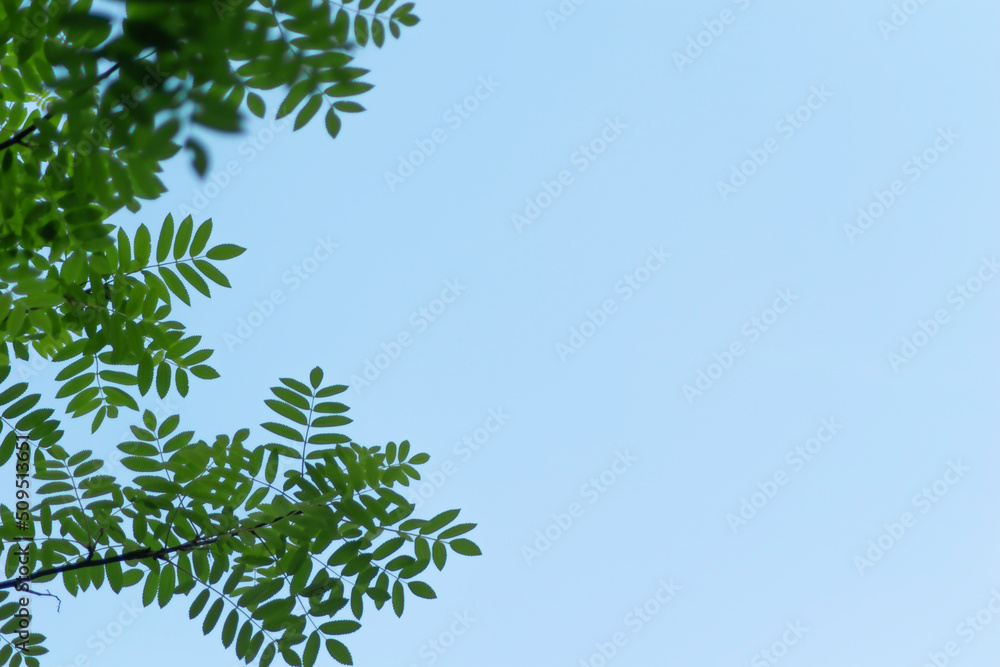 abstract green bokeh nature leaves texture on blue sky background abstract green bokeh nature leaves texture on blue sky background