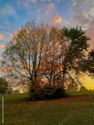 Autumn Trees in the Park