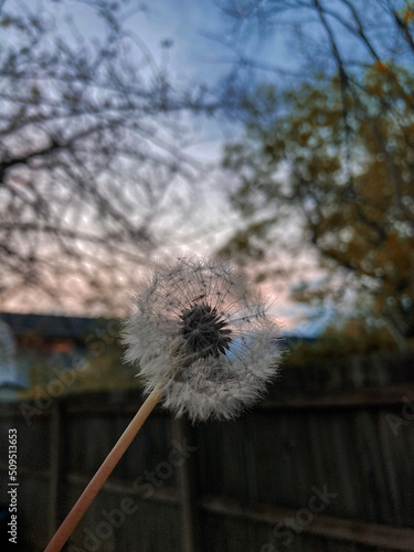 Dandelion in the Wind