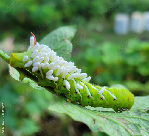 Hookwork Larvae, garden pest