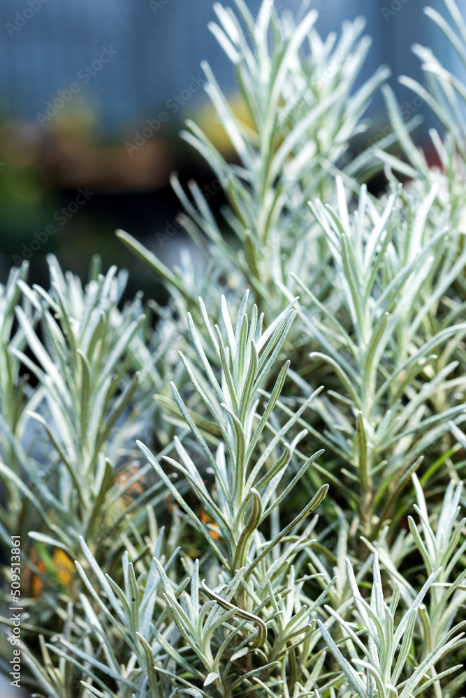 Fresh Rosemary Herb grow outdoor. Rosemary leaves Close-up. Fresh Rosemary Herb grow outdoor. Rosemary leaves Close-up.