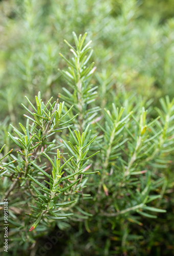 Fresh Rosemary Herb grow outdoor. Rosemary leaves Close-up.