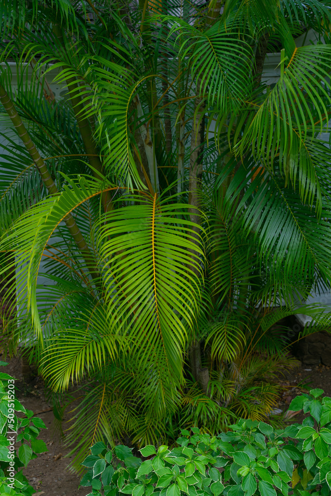 Green palm tree branches in the tropical jungle Green palm tree branches in the tropical jungle