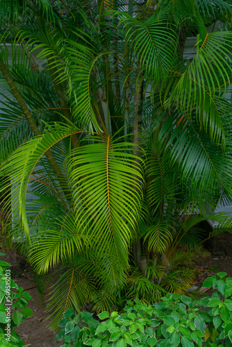 Green palm tree branches in the tropical jungle
