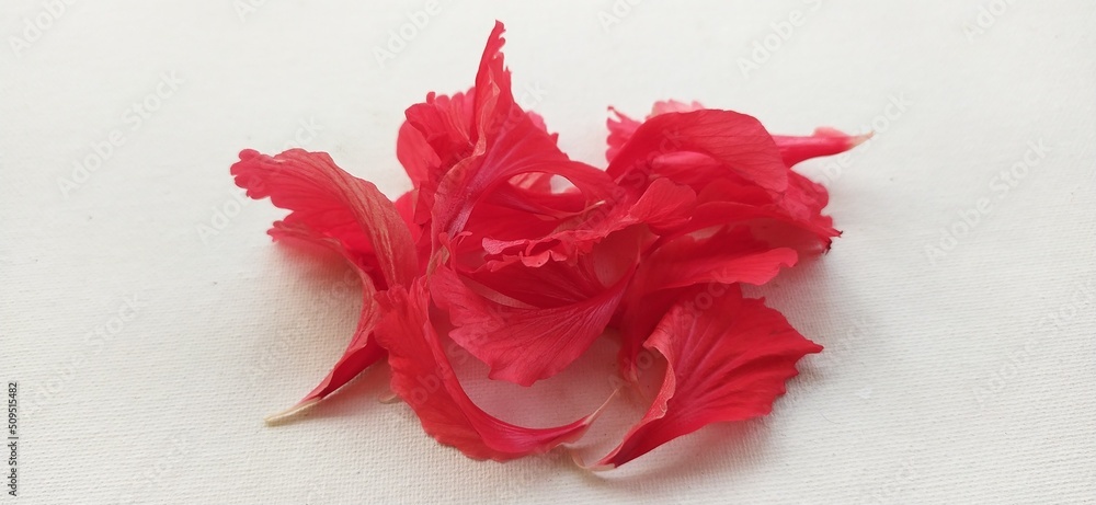 Red hibiscus flower petals heap isolated on white canvas background ...