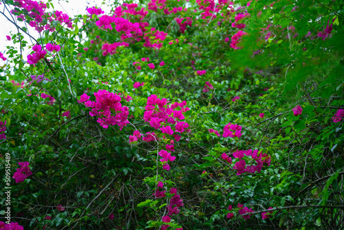 Pink fuchsia tropical flowers