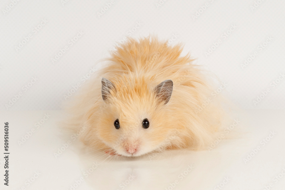 fluffy Syrian hamster on a light background fluffy Syrian hamster on a light background
