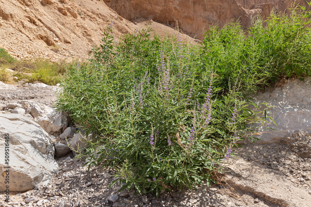 Obraz premium Rare green plants grow in dry river bed passing through the stone desert near the Khatsatson stream, on the Israeli side of the Dead Sea, near Jerusalem in Israel