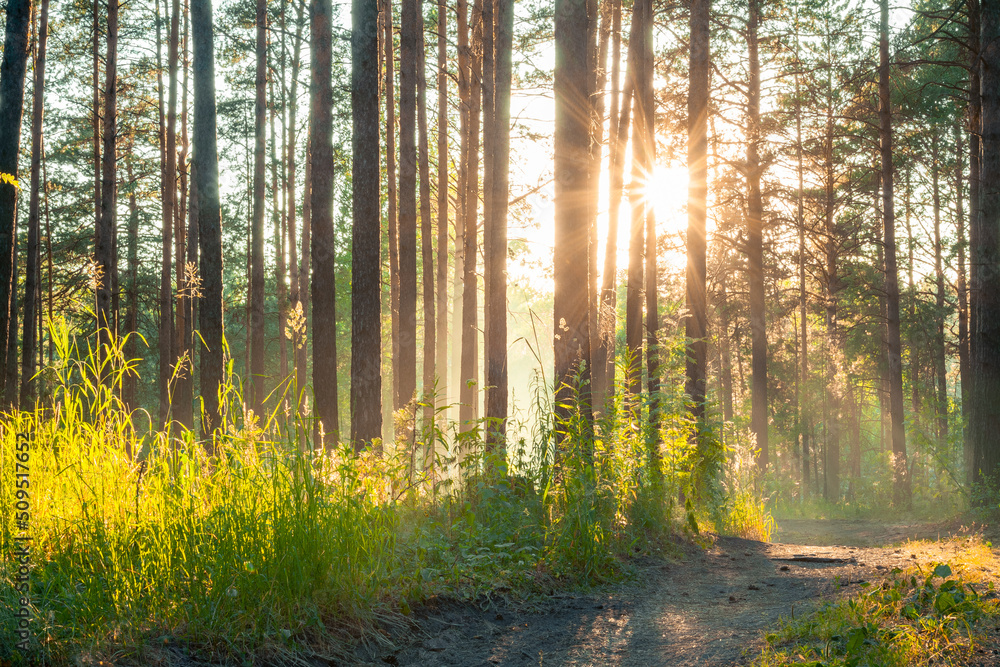 Obraz premium sunset in the forest