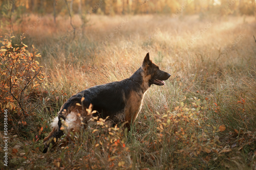 dog in nature. Autumn mood. German Shepherd in leaf fall in the forest dog in nature. Autumn mood. German Shepherd in leaf fall in the forest
