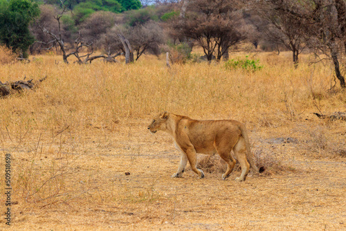 Lioness (Panthera leo) walking in Tarangire national park, Tanzania