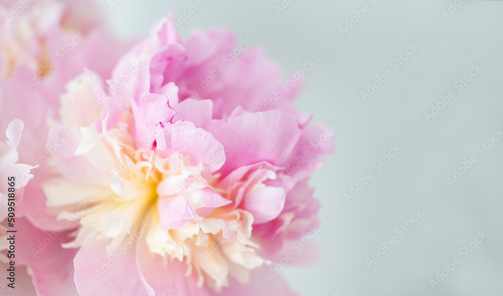 Pink peony flower background, beautiful spring. Pink peony flower background, beautiful spring.