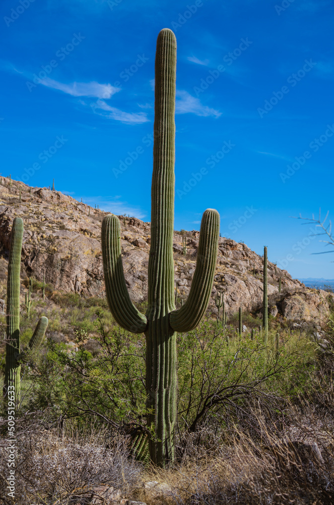 Saguaro Cactus in Saguaro National Park, Arizona!