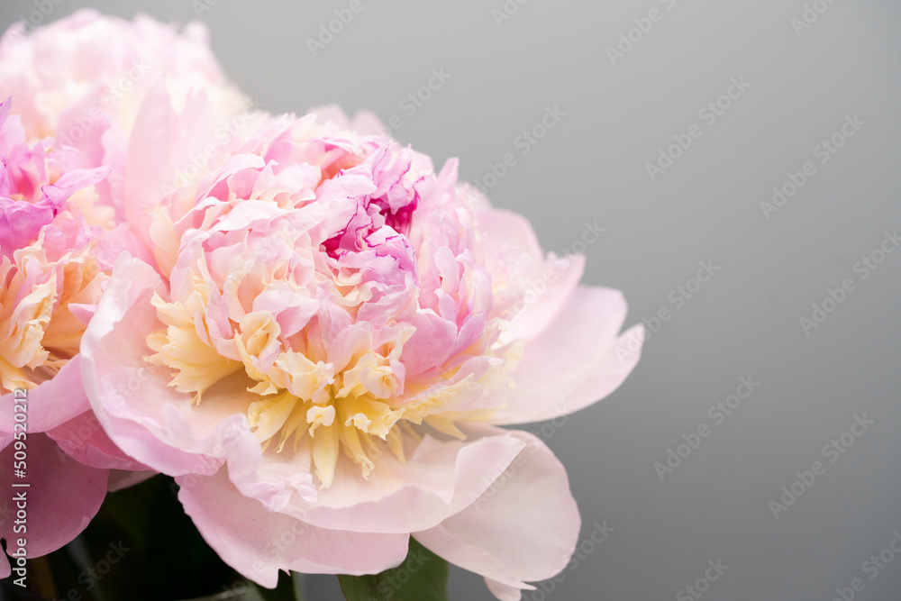 Pink peony flower background, beautiful spring.