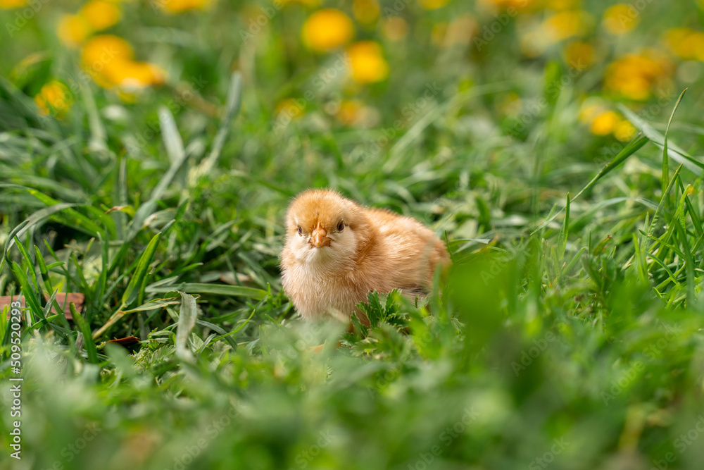 Tiny beige chick in green grass, yellow flowers in the background.
