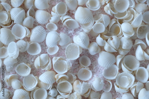 white shells