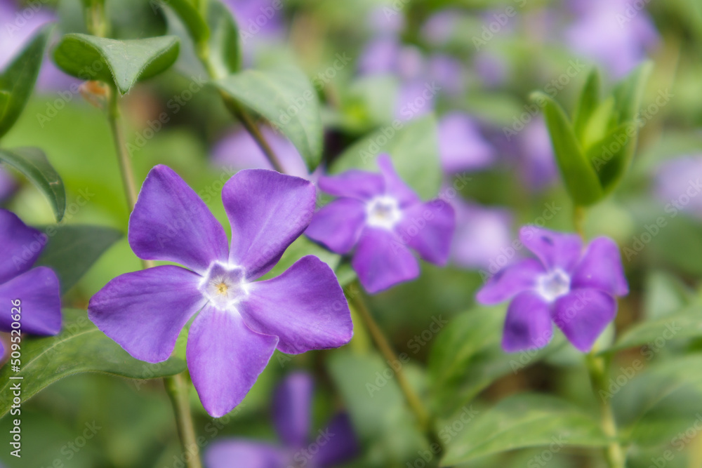 Vinca minor or periwinkle. Violet vinca flowers covering the meadow ground. Vinca minor or periwinkle. Violet vinca flowers covering the meadow ground.