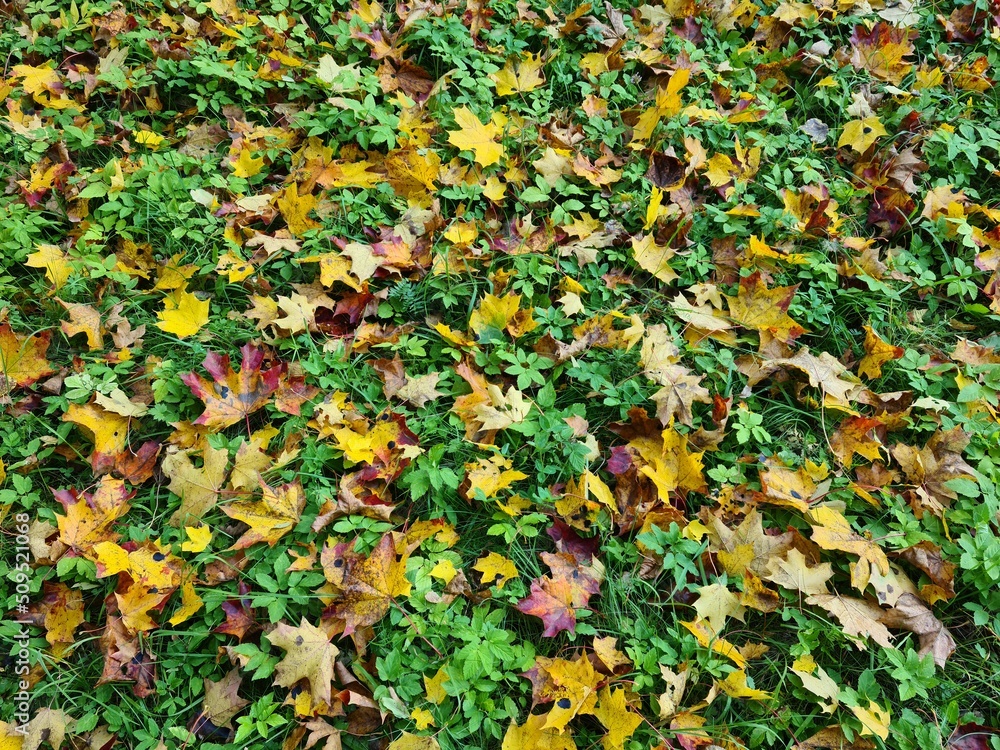 Lot of colorful leaves fallen to the ground from trees in the autumn season