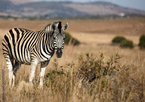 Zebra attentive to its environment in the African savannah of the Pilanesberg National Park in South Africa  it is an animal that feeds on African grasses.