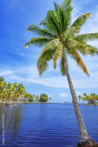 Coconut or palm trees on beach in beautiful blue bright day