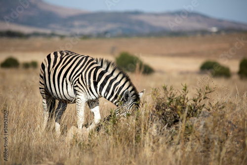 Zebra feeding in the African savannah of the Pilanesberg National Park in South Africa  under the dawn sun and the gaze of African predators.