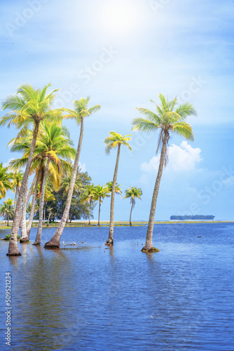 Coconut or palm trees on beach in beautiful blue bright day