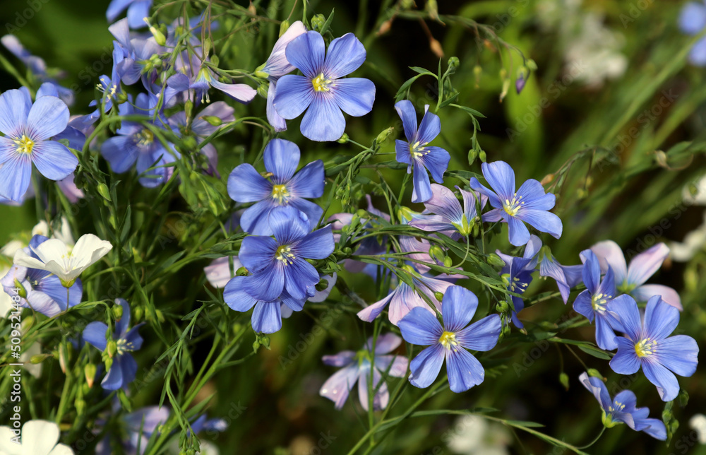 Asiatic flax (Linum austriacum) is a perennial, flowering plant belonging to the Linaceae family. Blue, beautiful flowers. Asiatic flax (Linum austriacum) is a perennial, flowering plant belonging to the Linaceae family. Blue, beautiful flowers.