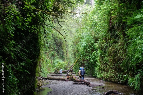 A family hiking through fern canyon with walls of ferns, a beautiful site in prairie creek redwoods state park, California, United States.