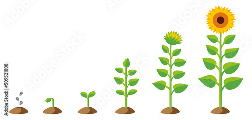 isolated vector graphic illustration of a stylized sunflower growing up from seed, then blooming including a set of different stages of growth