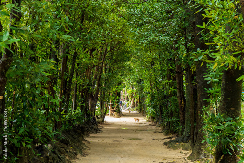 沖縄北部の人気観光名所・備瀬のフクギ並木と猫