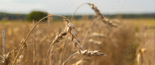 Drought on cereal fields. Dried wheat fields.Wheat bad harvest