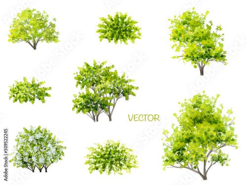 Vector watercolor of tree side view isolated on white background for landscape and architecture drawing  elements for environment and garden botanical elements
