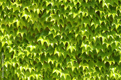 Spring green background from leaves
