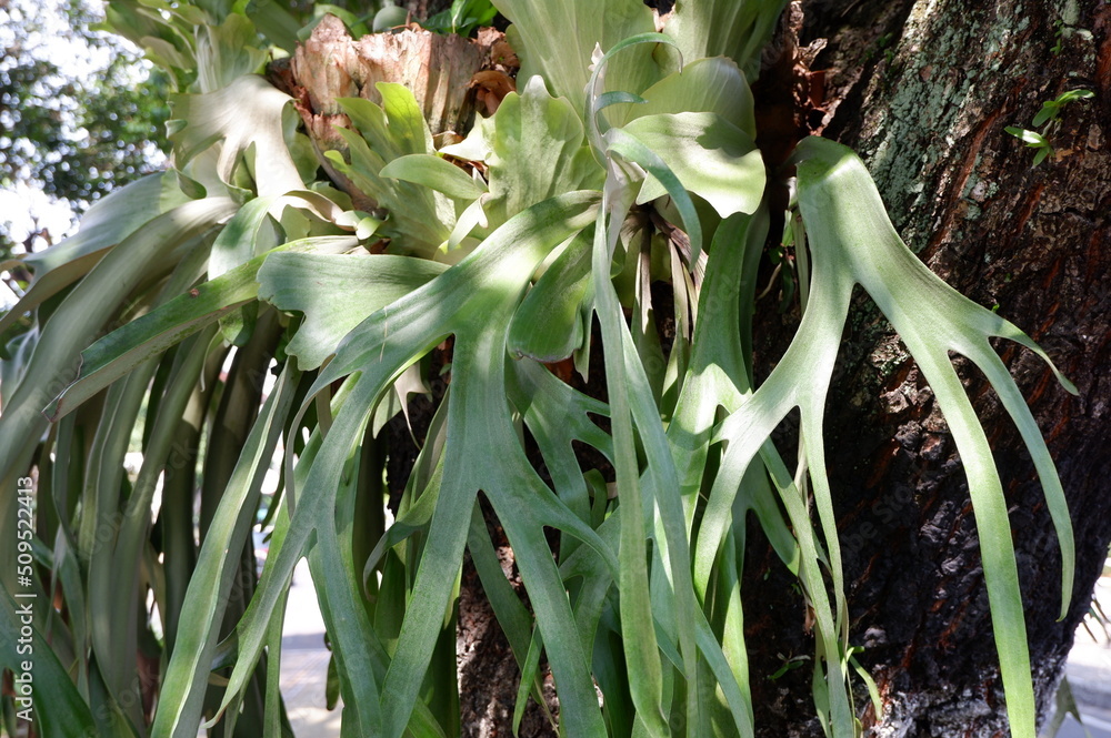 Obraz premium green and yellow