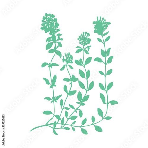 Thyme branch flower hand drawn vector illustration isolated on white  Natural cooking spicy ingredient  Healing silhouette herb design for greeting card  packaging tea  cosmetic  kitchen menu